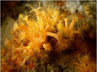  sea bouquets 